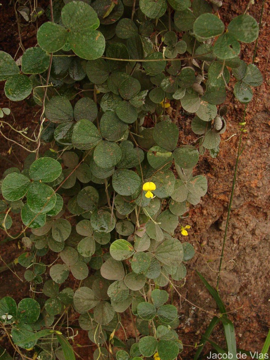 Cajanus rugosus (Wight & Arn.) Maesen